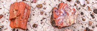 328: Magnificant colors of petrified wood, Jasper Forest hike, Petrified Forest National Park, Arizona
