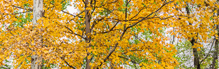 331: Maple trees in fall