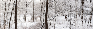 310: Hoar frost in Indiana