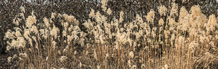 337: Ornamental grass in winter