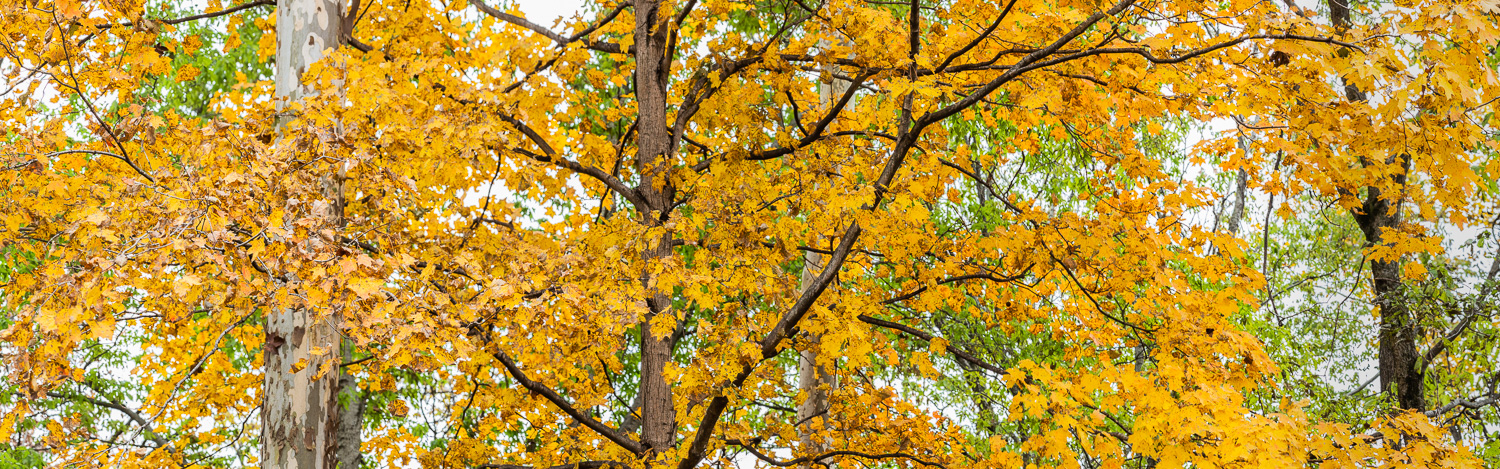 162: Maple trees in fall