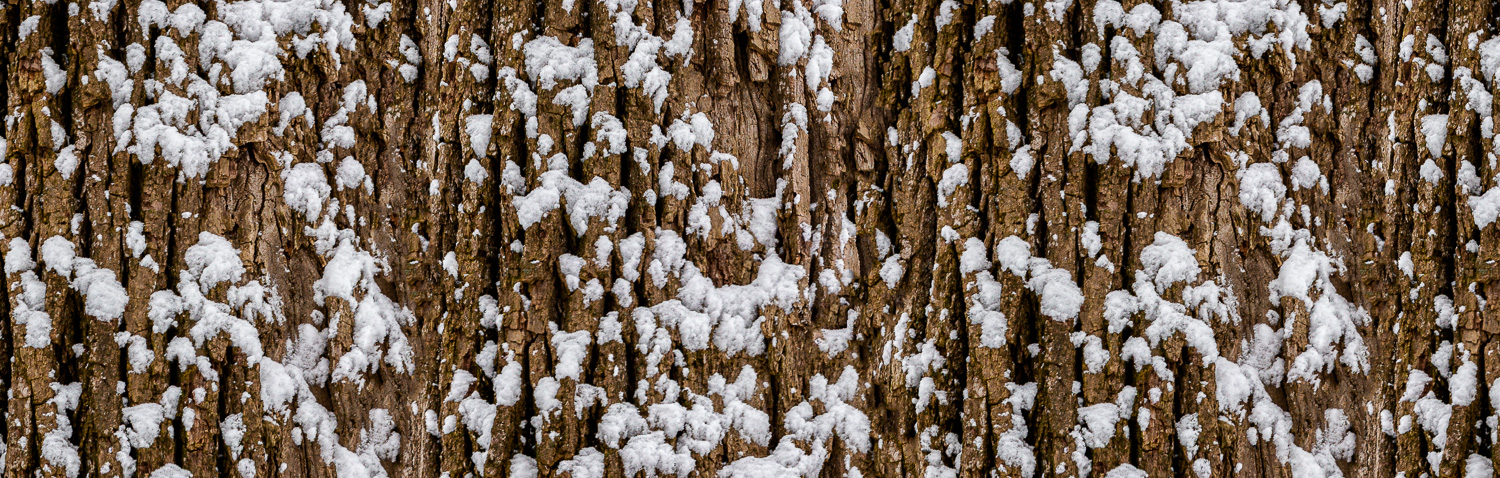 109: Snow on the bark of a cottonwood tree