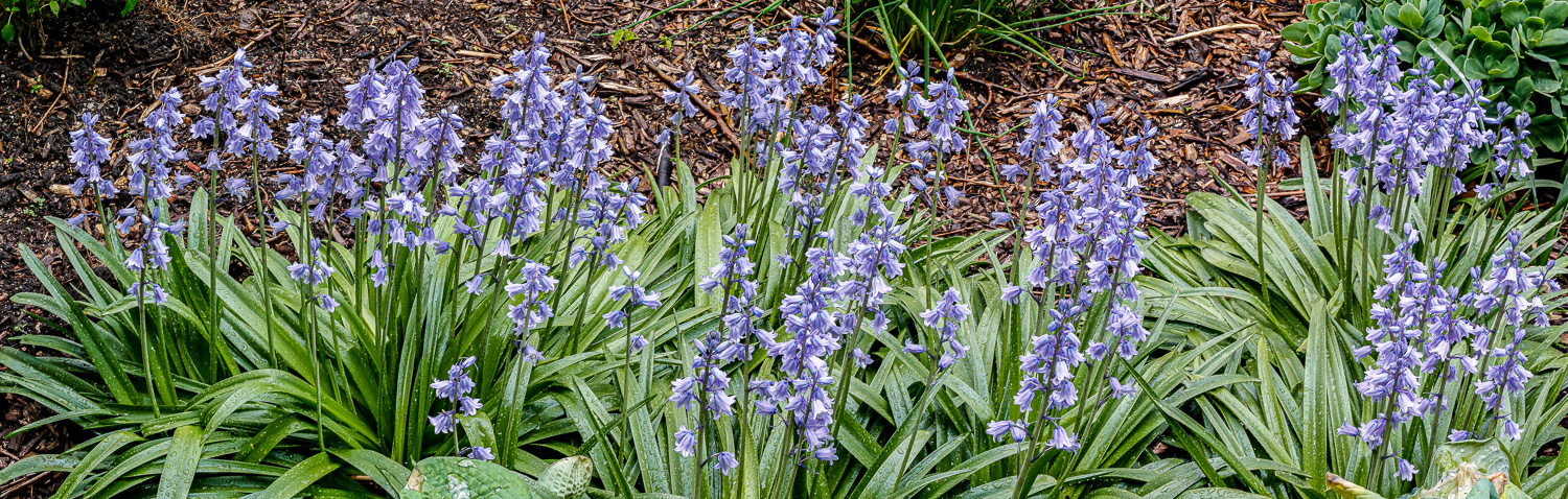 102: Blue Spanish Bluebells (Hyacinthoides) flowers