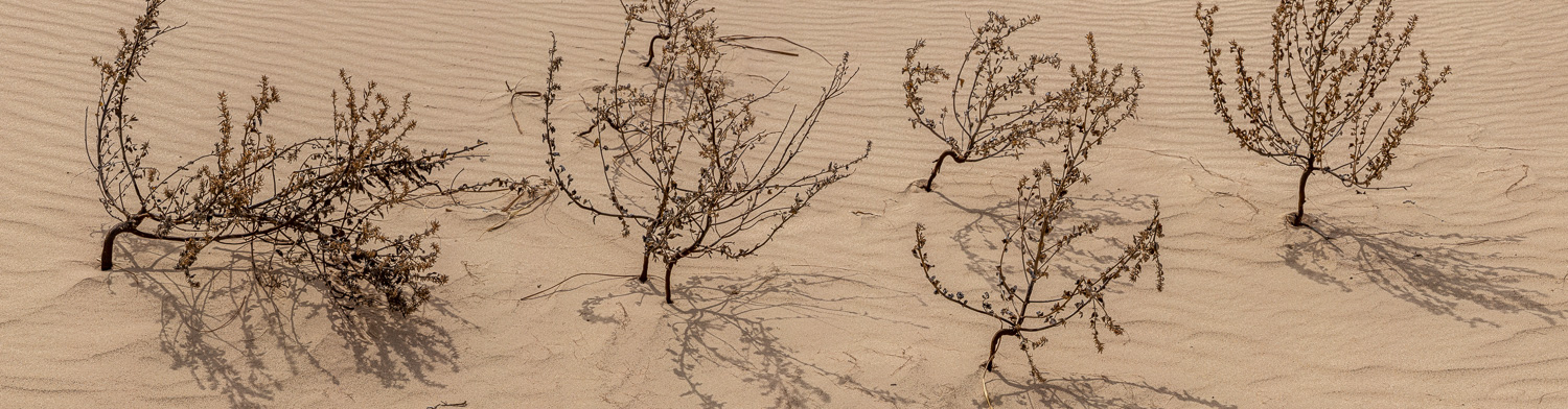 142: Weeds in sand, Monahans Sandhills State Park, Texas