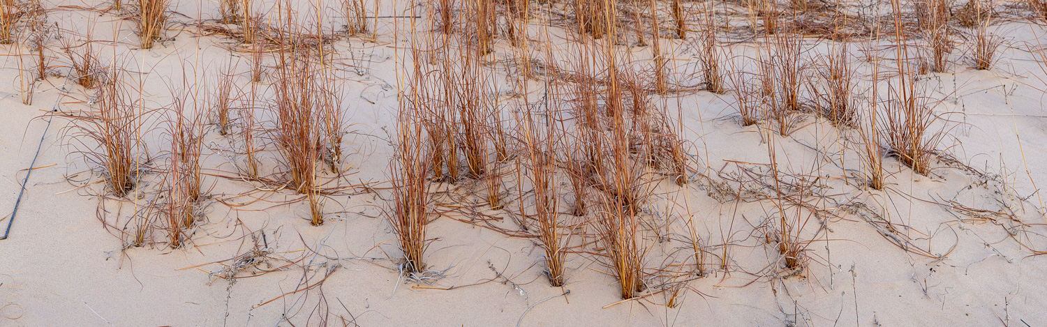 134: Grass in sand, Monahans Sandhills State Park, Texas
