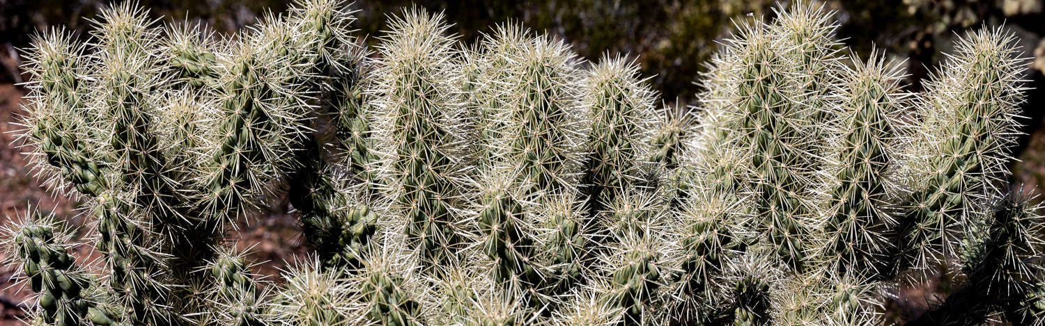 135: Cholla cactus along Rt 86, Arizona
