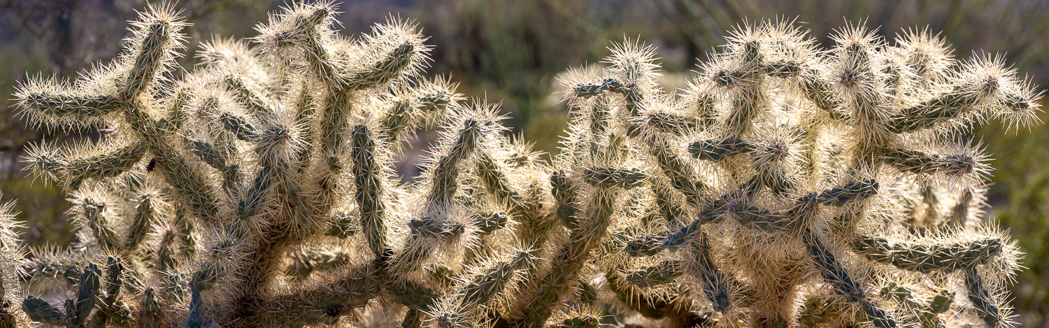 130: Backlit Cholla, Senita Basin Trail, Organ Pipe Cactus National Monument, Arizona