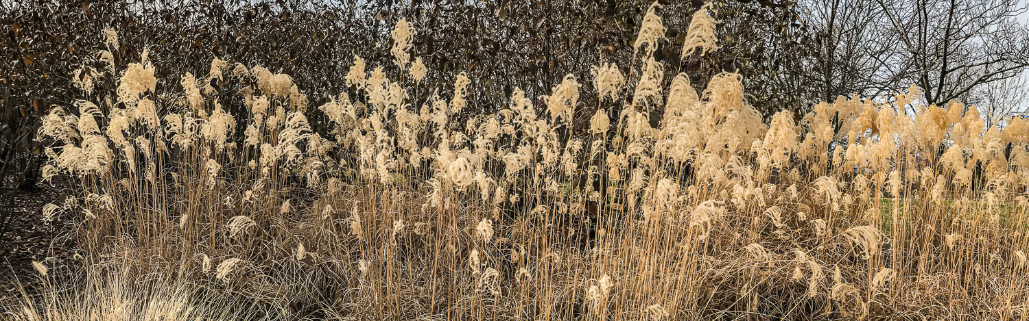 159: Ornamental grass in winter