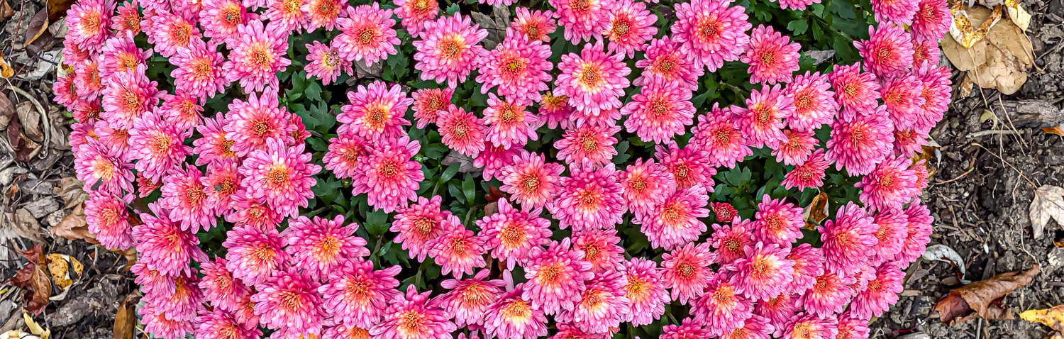 111: Pink and yellow Chrysanthemums: Mums are called the “Queen of Fall Flowers
